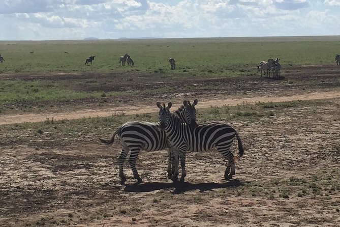 Ultimate Guide For The Best 4-Days Serengeti Safari in Tanzania - Key highlights that matter on the ground
