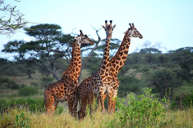 Ultimate Guide For The Best 4-Days Serengeti Safari in Tanzania - Day 1: Arusha to Serengeti, riding the crater rim for wildlife on the way