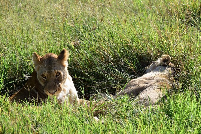 Ultimate Guide For The Best 4-Days Serengeti Safari in Tanzania - Day 3: Serengeti to Ngorongoro, your last big game drive day
