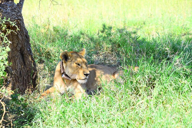 Ultimate Guide For The Best 4-Days Serengeti Safari in Tanzania - Day 4: Ngorongoro Crater early, then back to Arusha
