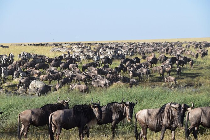 Ultimate Guide For The Best 4-Days Serengeti Safari in Tanzania - Price and logistics, are you getting your money’s worth?