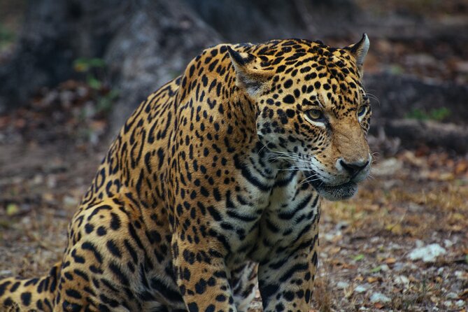 Unforgettable 4 Days Tanzania Private Budget Safari Tour - Key highlights you will actually care about
