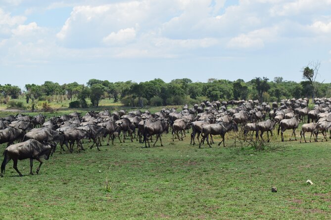 Unforgettable 4 Days Tanzania Private Budget Safari Tour - Day 3 Serengeti Again, Then a Late Push Toward Ngorongoro