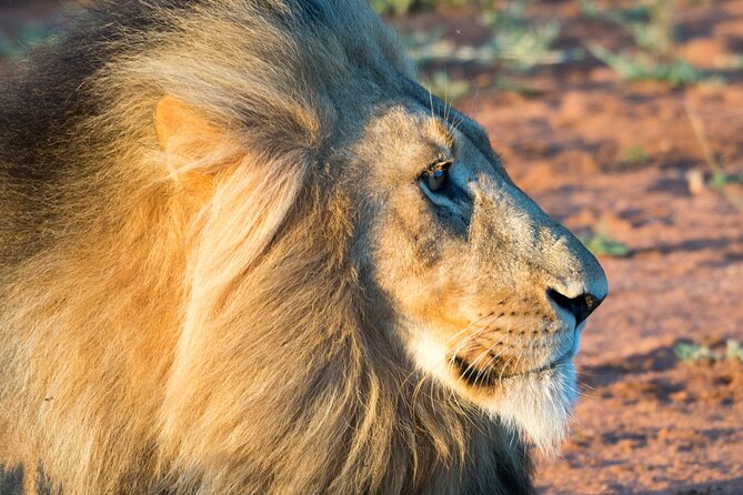 Unforgettable 4 Days Tanzania Private Budget Safari Tour - Price and Logistics: What You Get for $1,721 Per Person