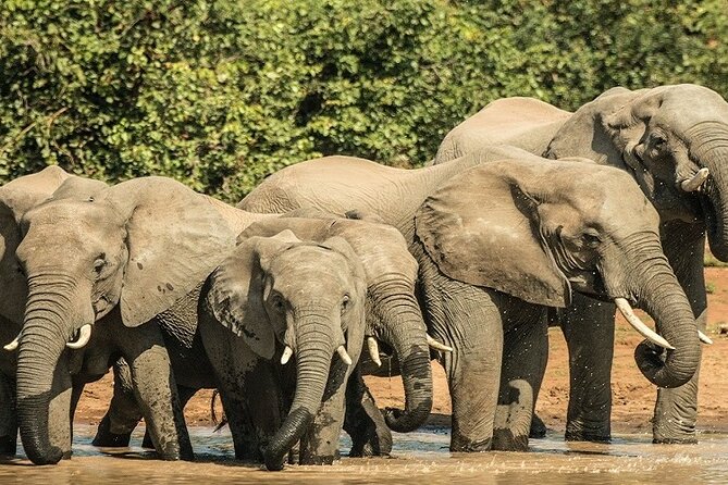 Unforgettable 5 days Tanzania Private Budget Camping safari - Key highlights you will care about