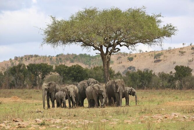 Unforgettable Tanzania Safari And Zanzibar Beach - Lake Manyara: A Different Mood, Same Game-Drive Energy