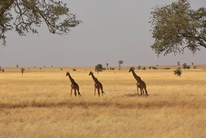 Unforgettable Tanzania Safari And Zanzibar Beach - Ngorongoro Crater: One Location That Does a Lot of Work