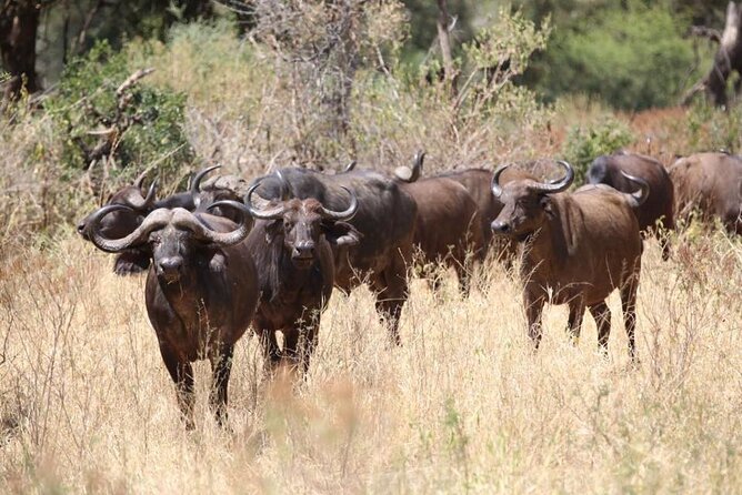 Unforgettable Tanzania Safari And Zanzibar Beach - Serengeti: Where the Best Wildlife Days Tend to Happen