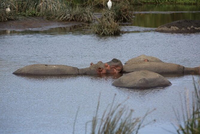 Unforgettable Tanzania Safari And Zanzibar Beach - Comfort, Safety, and the Logistics You Do Not Want to Manage