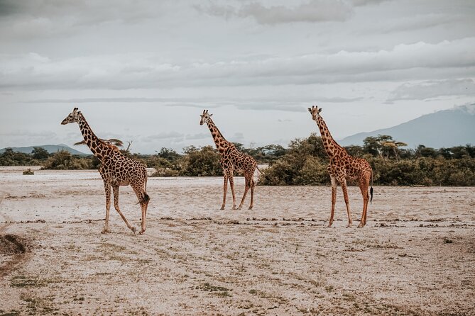 Walking Day Tour to Safari in Arusha National Park - Getting close to wildlife without losing your head