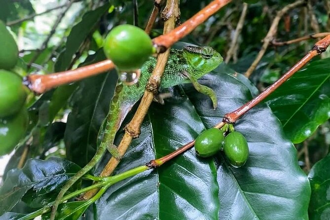 Waterfall, coffee tour & hot springs - lunch and drinks included - Kikuletwa Hot Springs (Chemka): Warm Water, Monkeys, and a Real Break
