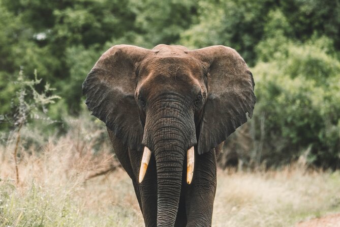 Wildlife Extravaganza: Manyara, Tarangire & Ngorongoro in 3 Days - Key things that make this safari work