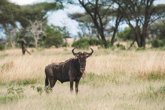 Wildlife Extravaganza: Manyara, Tarangire & Ngorongoro in 3 Days - Moshi launch point and the 6:00 am rhythm
