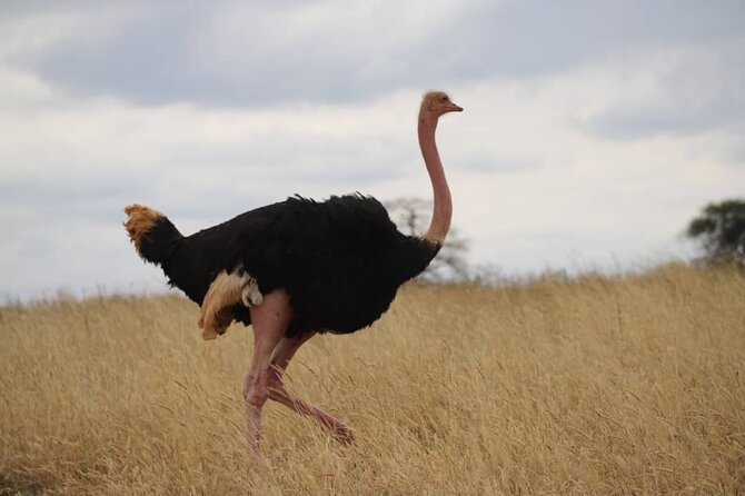 Wildlife Extravaganza: Manyara, Tarangire & Ngorongoro in 3 Days - Practical tips that help you get more from each park