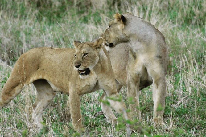 Wildlife Safari Tanzania - Ngorongoro Conservation Area: the crater drive day