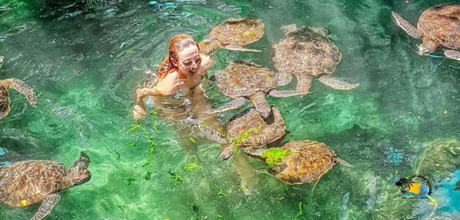 Zanzibar: Baraka Aquarium Feed, Swim & Snorkel with Turtles - Meeting the turtles at Baraka Natural Aquarium