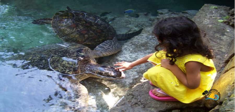 Zanzibar: Baraka Aquarium Feed, Swim & Snorkel with Turtles - The lagoon pond and coral-rock tidal pool