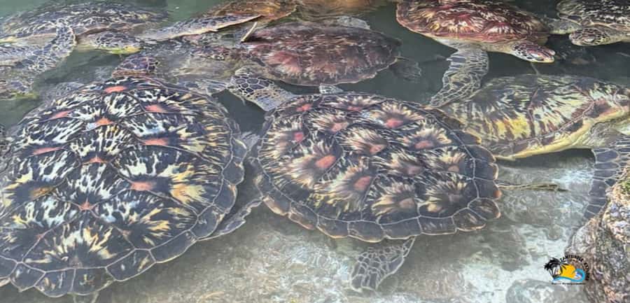 Zanzibar: Baraka Aquarium Feed, Swim & Snorkel with Turtles - Snorkeling and swim time, what the schedule really feels like