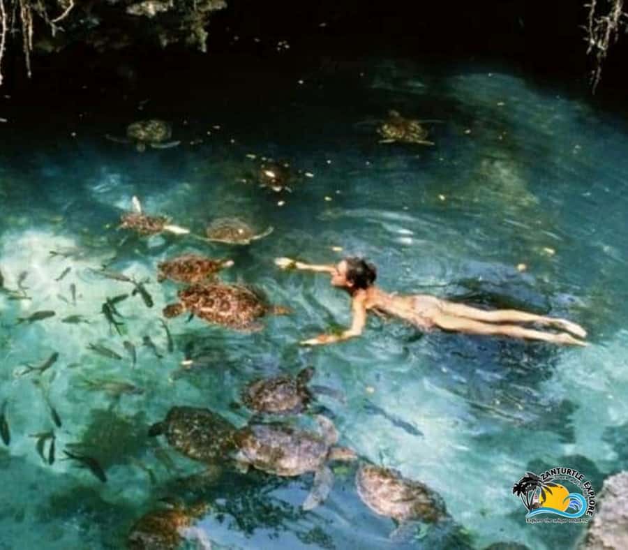 Zanzibar: Baraka Aquarium Feed, Swim & Snorkel with Turtles - Rehabilitation work and why this aquarium matters