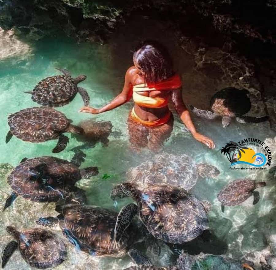 Zanzibar: Baraka Aquarium Feed, Swim & Snorkel with Turtles - Photos, guides, and the calm factor