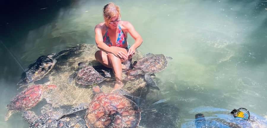 Zanzibar: Baraka Aquarium Feed, Swim & Snorkel with Turtles - Feeding seaweed, staying safe, and avoiding the awkward bite