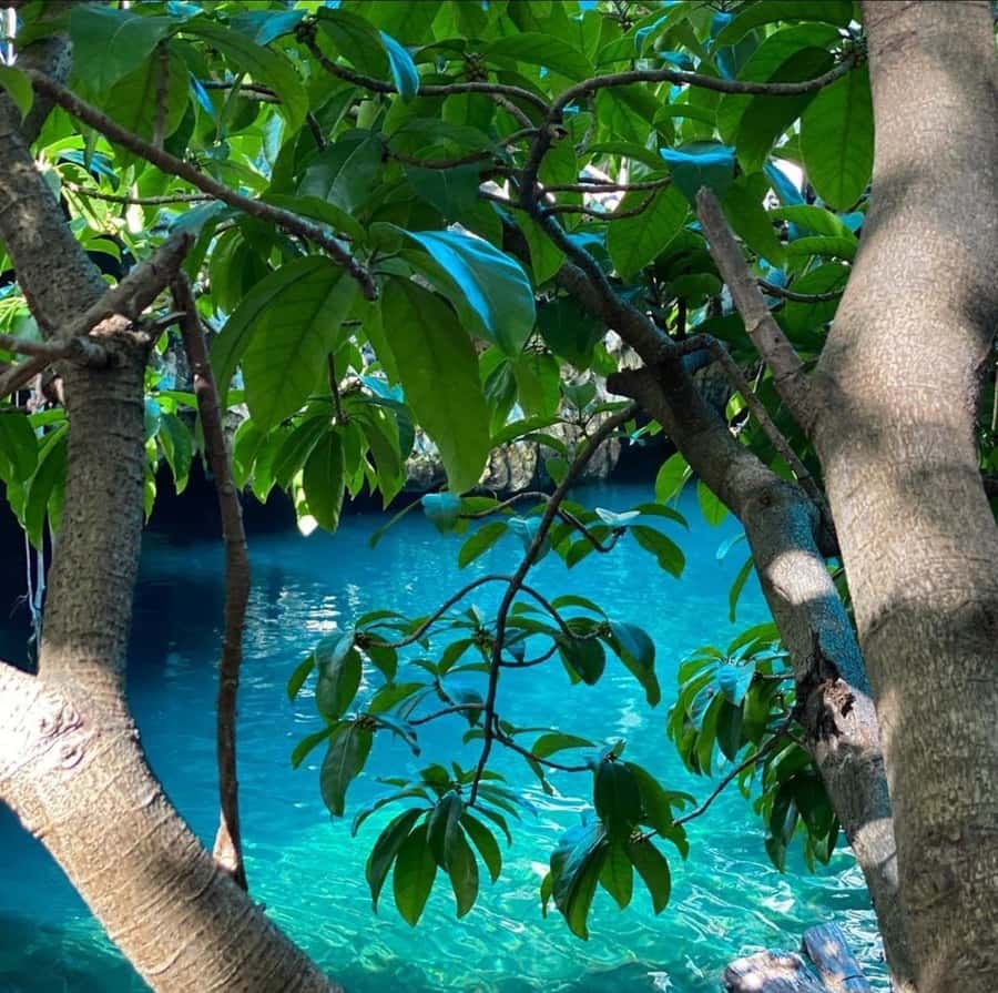 Zanzibar: Blue lagoon, Starfish, Paje Beach and Maalum Cave - South Zanzibar in one day, and why it works