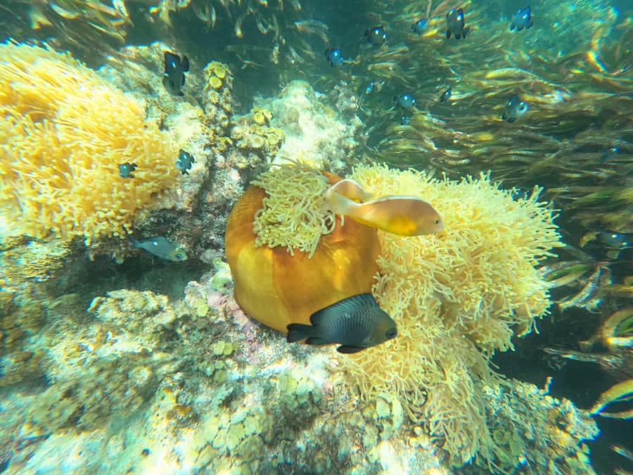 Zanzibar: Blue lagoon, Starfish, Paje Beach and Maalum Cave - The Rock Restaurant photo stop, ocean views, and seafood vibes