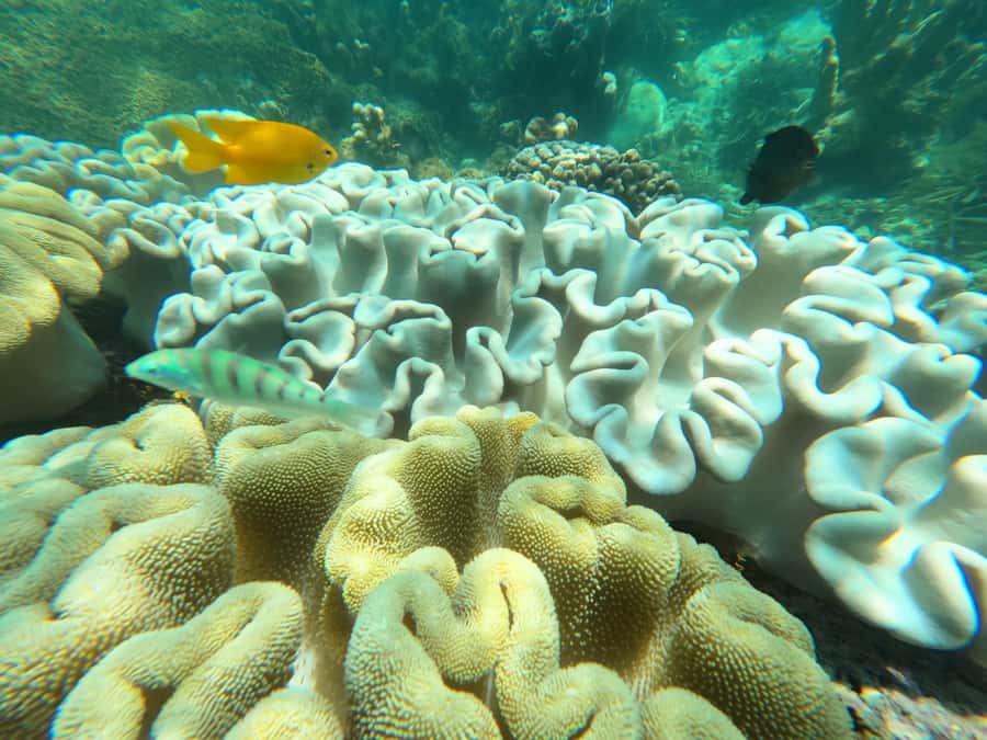 Zanzibar: Blue lagoon, Starfish, Paje Beach and Maalum Cave - Maalum Cave guided tour, history stories, and water touches