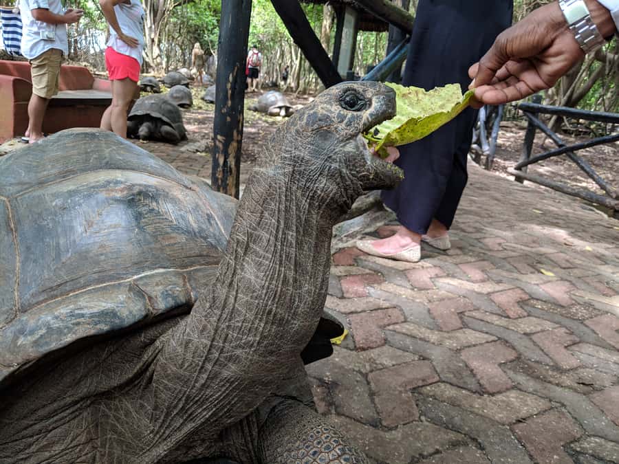 Zanzibar: Changuu Island and Stone Town Tour with Lunch - Museums and memorials, plus a real lunch that keeps the day human