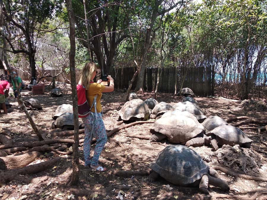 Zanzibar: Changuu Island and Stone Town Tour with Lunch - Price and value: where $78 makes sense, and where it can get tricky