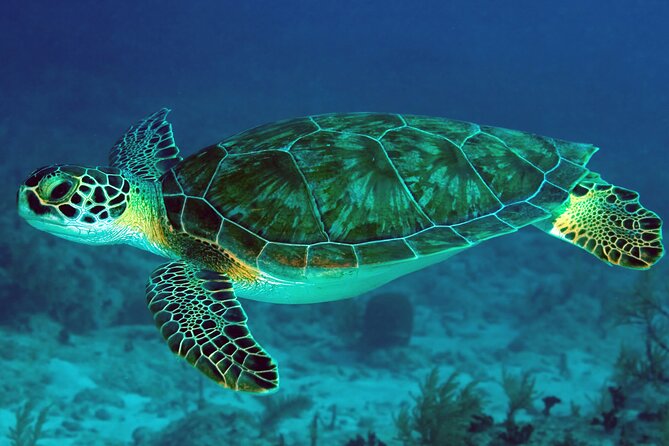 Zanzibar Excursions - Day 3: Jozani Chwaka Bay National Park, red colobus, mangroves, turtles, and natural caves