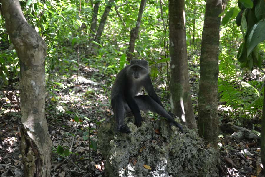Zanzibar full day Jozani forest + Spice farm and stone town - Key Highlights Worth Knowing Before You Go