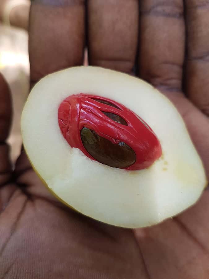 Zanzibar full day Jozani forest + Spice farm and stone town - Zanzibar Butterfly Center Stop, Short and Pleasant