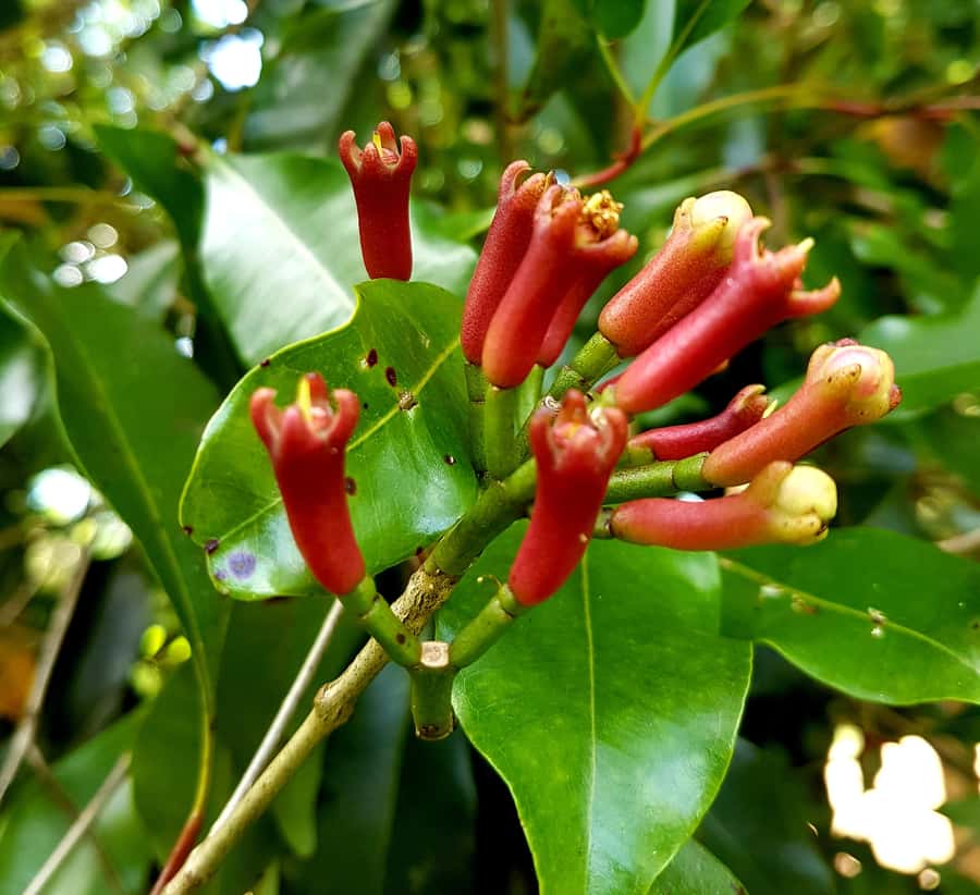 Zanzibar full day Jozani forest + Spice farm and stone town - Practical Tips for a Smooth Day in Heat and Sun