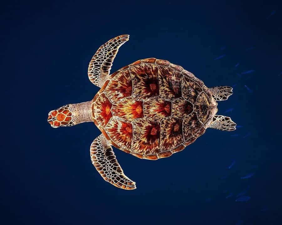 Zanzibar: Jozani Forest, Kuza Cave and Stand Up Paddle Tour - How this 10-hour private route is designed to feel efficient