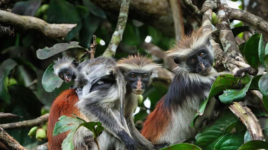 Zanzibar: Jozani Forest, Kuza Cave and Stand Up Paddle Tour - Jozani Forest and Red Colobus Monkeys, the nature stop that sets the tone