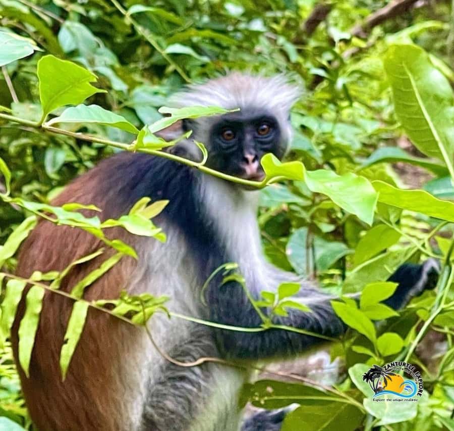 Zanzibar: Jozani Forest, Salaam Cave & The Rock Restaurant - Price and logistics: is $105 good value for Zanzibar?
