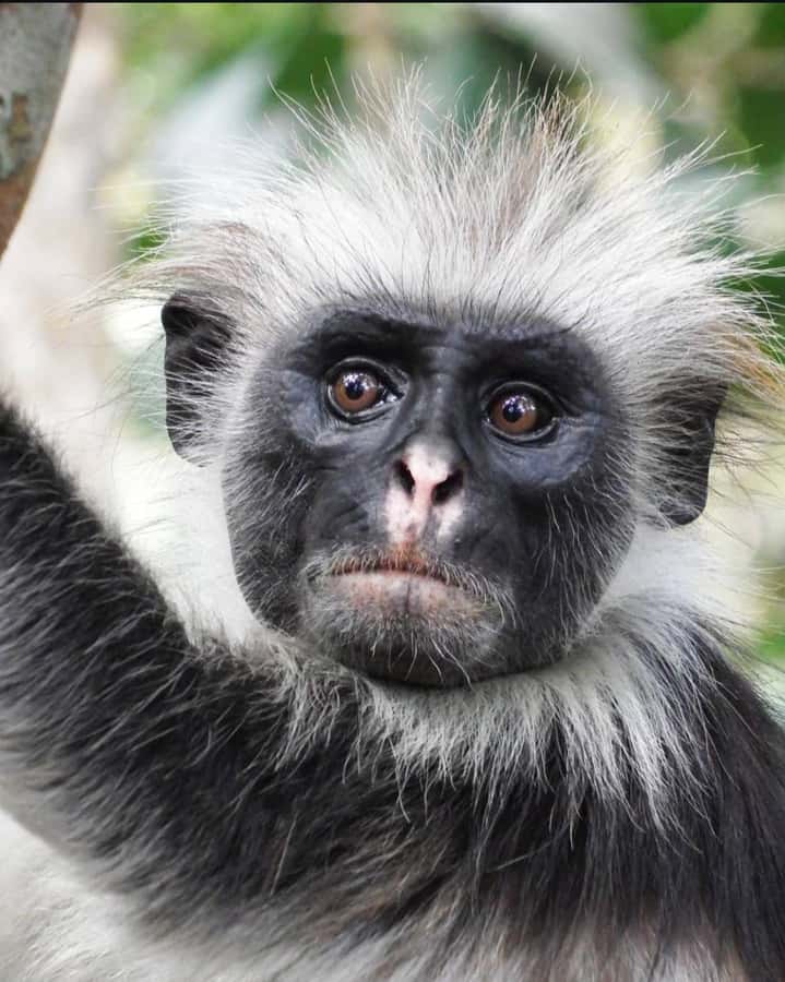 Zanzibar: Jozani Forest, Salaam & Maalum Caves and Sunset - Final Verdict: Book It If You Want One Strong Day on Unguja