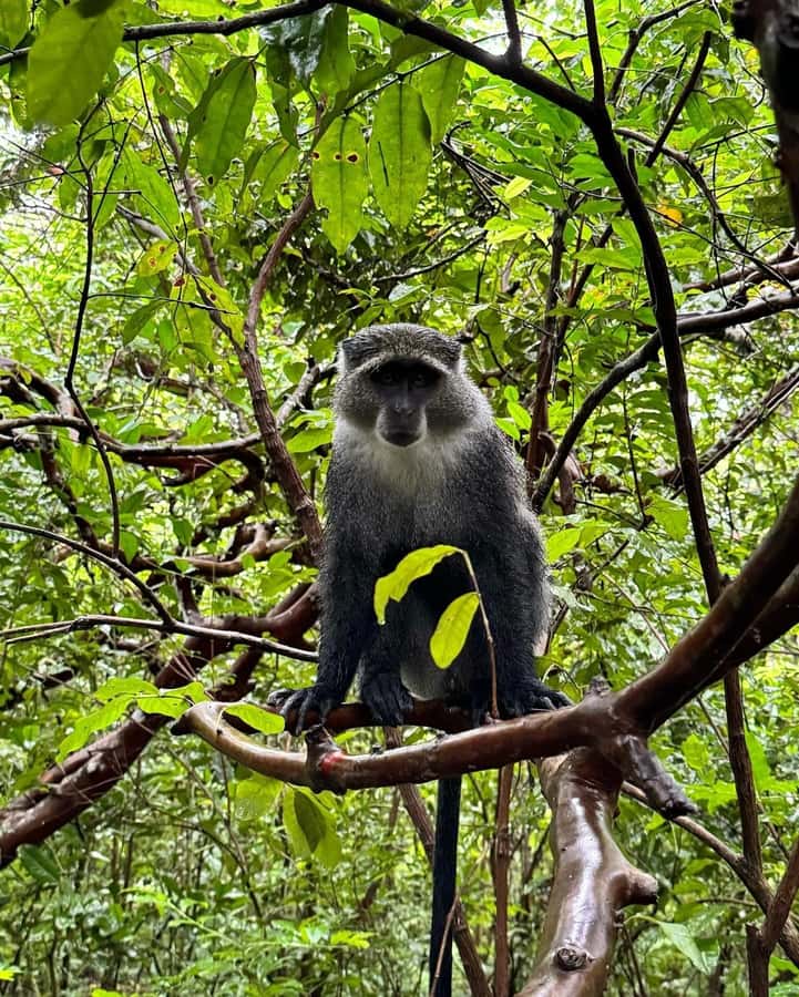 Zanzibar: Jozani Forest, Salaam & Maalum Caves and Sunset - Price and Logistics: What $150 Buys You on Zanzibar