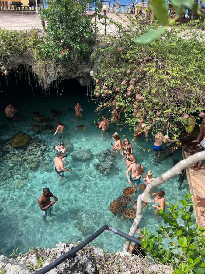 Zanzibar: Jozani Forest & Sea Tortoises Sanctuary Tour - Key highlights