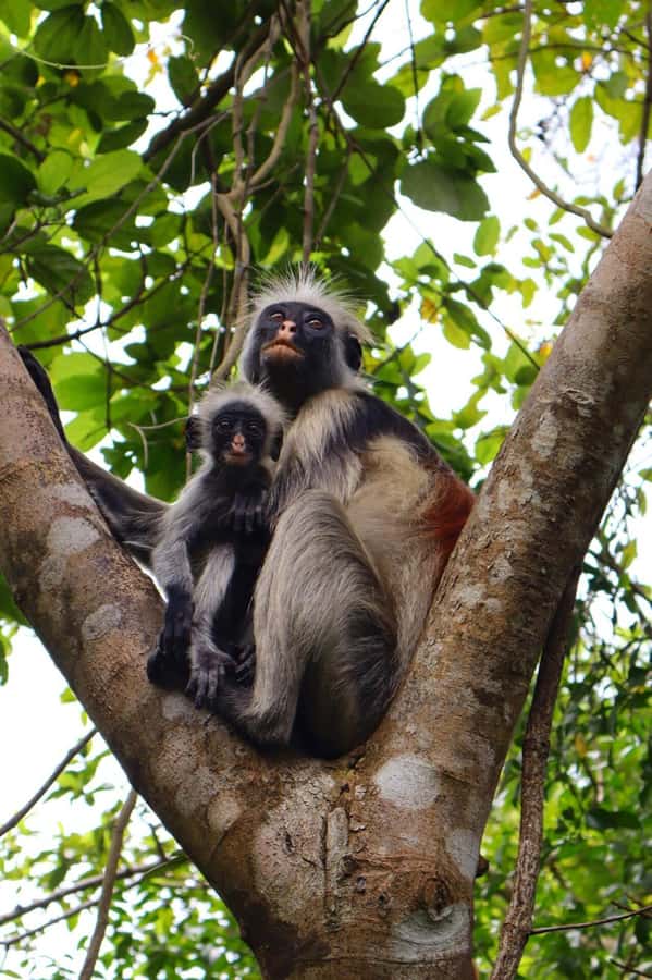 Zanzibar: Jozani Forest & Sea Tortoises Sanctuary Tour - Price and value for a $75, 5.5 to 6 hour wildlife day trip