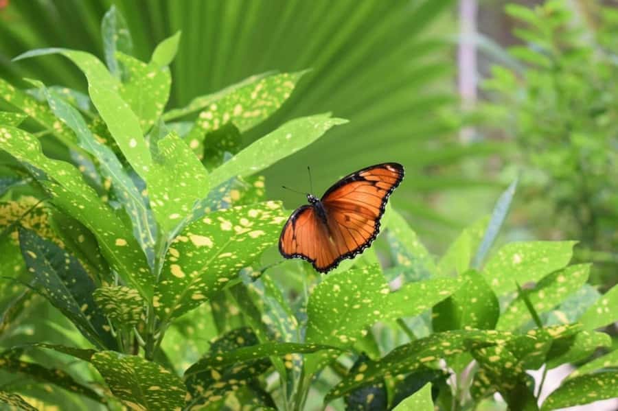 Zanzibar: Jozani forest tour & Spice farm tour with lunch - Guides and service style: what makes it feel friendly
