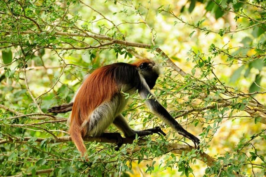 Zanzibar: Jozani forest tour & Spice farm tour with lunch - Spice farm walk: more than just smelling jars