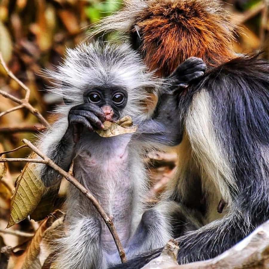 Zanzibar: Jozani nature walk and wildlife tour - Why Jozani Forest Is Worth 3 Hours