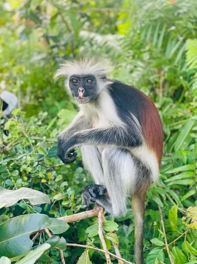 Zanzibar: Jozani nature walk and wildlife tour - Walking the Jozani Forest for Zanzibar’s Red Monkeys