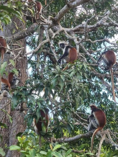 Jozani nature walk and wildlife tour