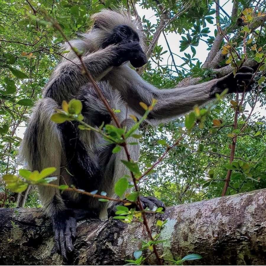 Zanzibar: Jozani nature walk and wildlife tour - Mangrove Stop: Learning How These Trees Grow