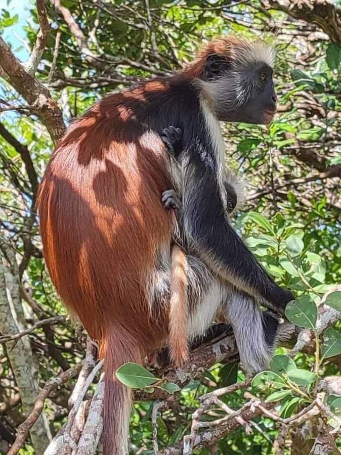 Zanzibar: Jozani nature walk and wildlife tour - Price, Time, and Value for Money