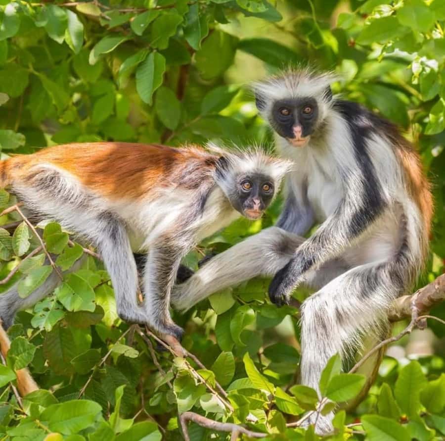 Zanzibar: Jozani nature walk and wildlife tour - What the Private Group Format Means for You