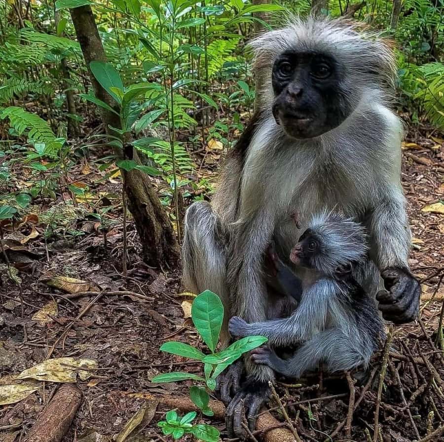 Zanzibar: Jozani nature walk and wildlife tour - Weather and Comfort Tips That Actually Help